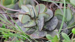 Adromischus sphenophyllus