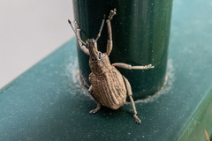 Leptopius robustus