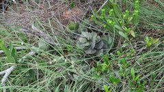 Adromischus sphenophyllus