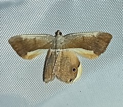 Opisthoxia uncinata