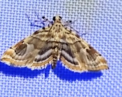 Steniini