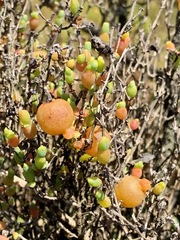 Asphondylia tecticorniae