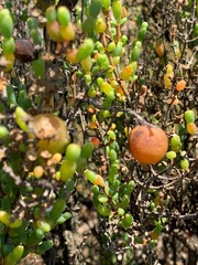 Asphondylia tecticorniae