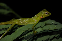 Bronchocela jubata
