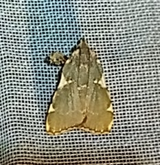 Parachma rufoflavalis