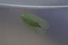 Kallitaxila granulata