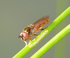Platycheirus quadratus