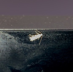 Erechthias zebrina