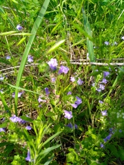 Scutellaria drummondii