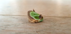 Latoia viridimixta