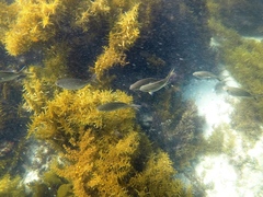 Kyphosus cornelii