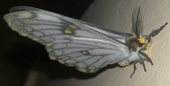 Pseudaphelia apollinaris