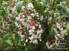 Clerodendrum schmidtii