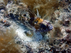 Neosebastes bougainvillii