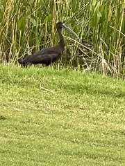 Plegadis falcinellus