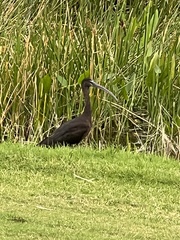 Plegadis falcinellus