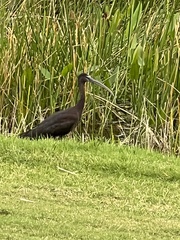 Plegadis falcinellus