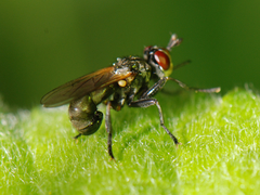 Thecophora atra