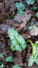 Arum italicum italicum