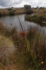 Juncus astreptus
