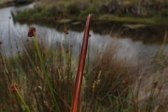 Juncus astreptus