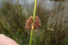 Juncus astreptus
