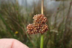 Juncus astreptus