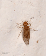 Lachesilla quercus