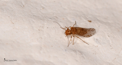 Lachesilla quercus