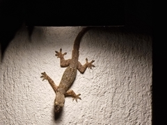 Hemidactylus platyurus