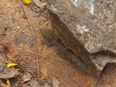 Hemidactylus