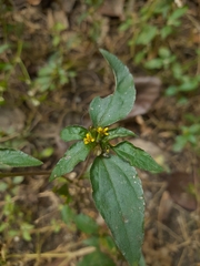 Synedrella nodiflora