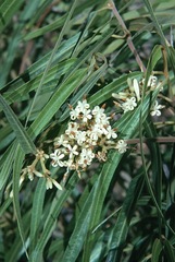 Parsonsia eucalyptophylla