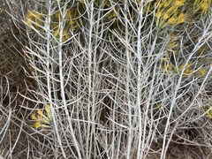 Ericameria nauseosa speciosa