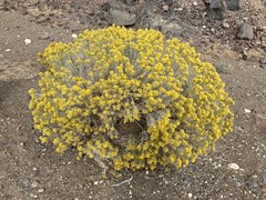 Ericameria nauseosa speciosa