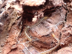 Hemiscolopendra