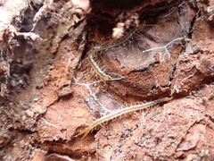 Hemiscolopendra