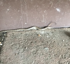 Hypsiglena ochrorhynchus