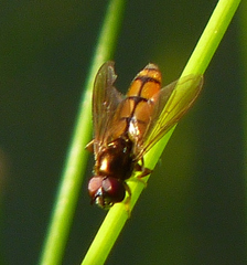 Platycheirus quadratus