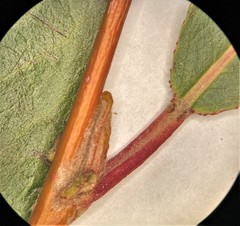 Salix lasiandra caudata