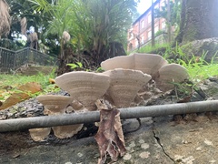 Fungi