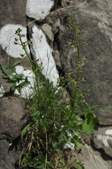 Scrophularia olympica