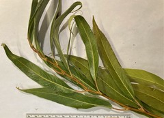 Salix lasiandra caudata