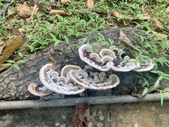 Fungi