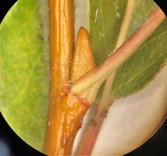 Salix lasiandra caudata