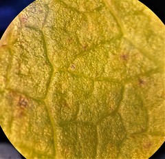 Salix lasiandra caudata