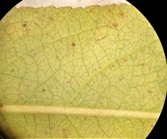 Salix lasiandra caudata