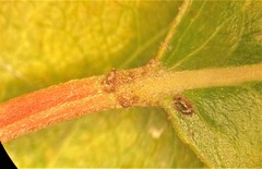 Salix lasiandra caudata