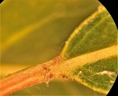 Salix lasiandra caudata