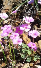 Oxalis commutata commutata